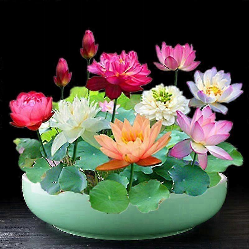 種子 植物混合 ロングライフメドウ 273g