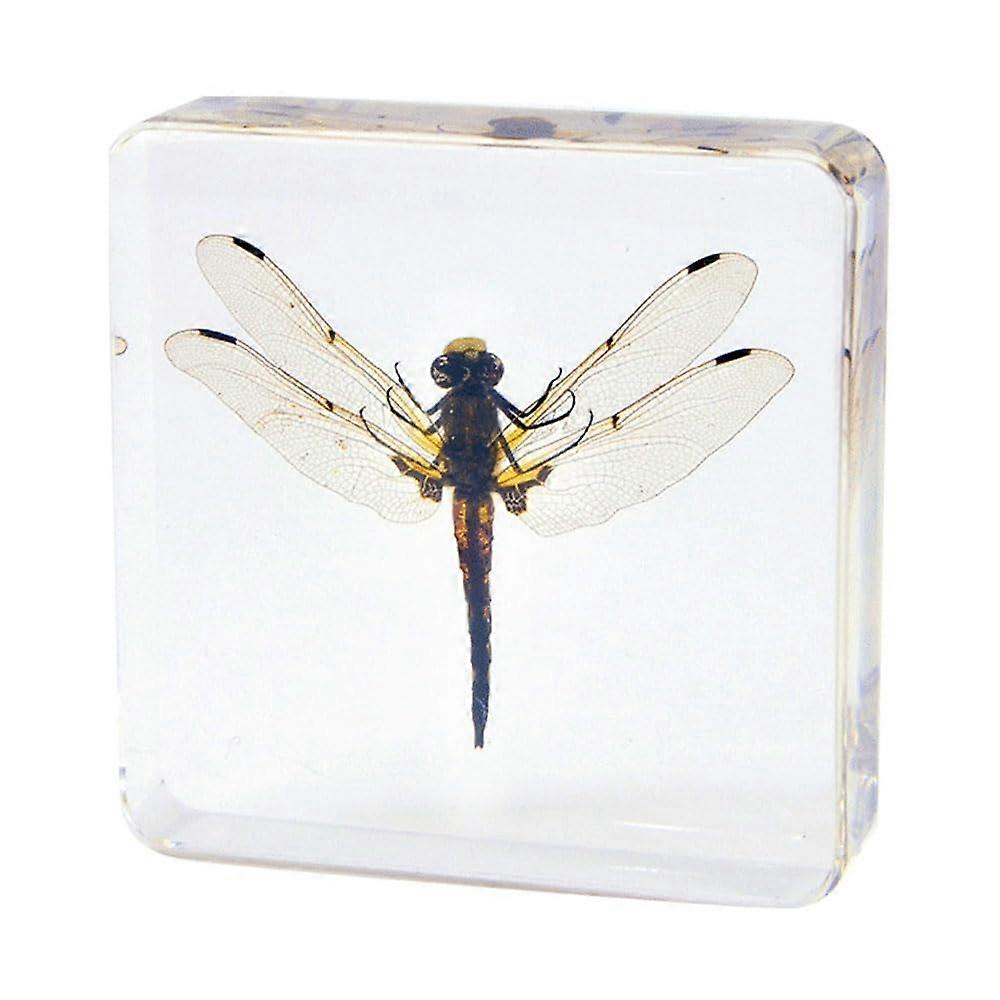 Real Dragonfly In Resin Specimen Paperweights, Preserved Bug Taxidermy Display, Educational Science Collection
