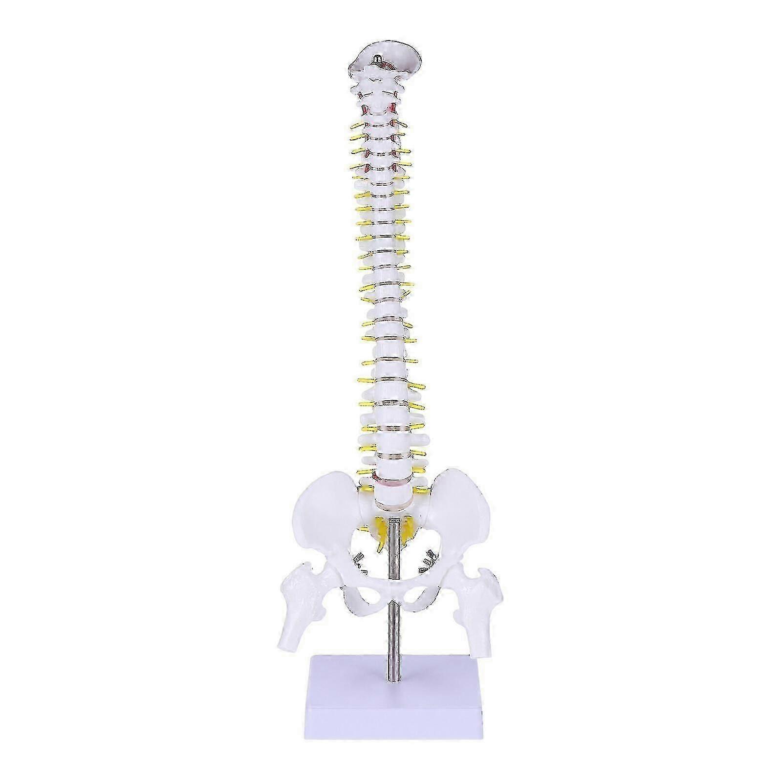 1pc Human Spine Model Human Bone Tailbone Pelvis Model For Medical Training
