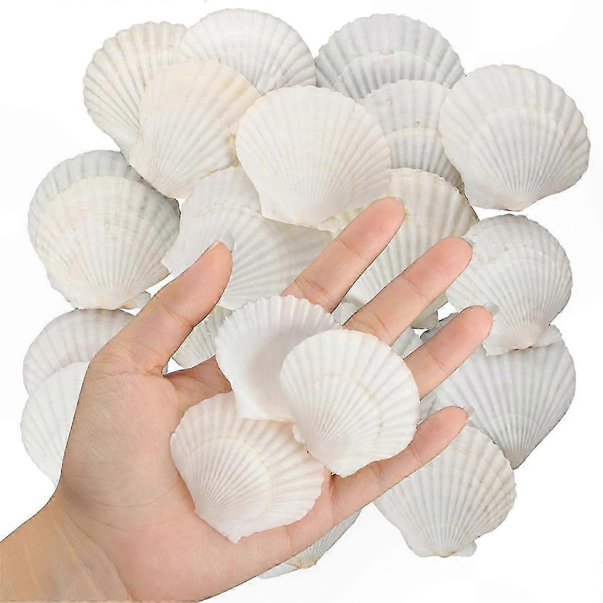 White Natural Scallop Shells Bulk - 40PCS Small Sea Shells for Crafting & Decor Projects