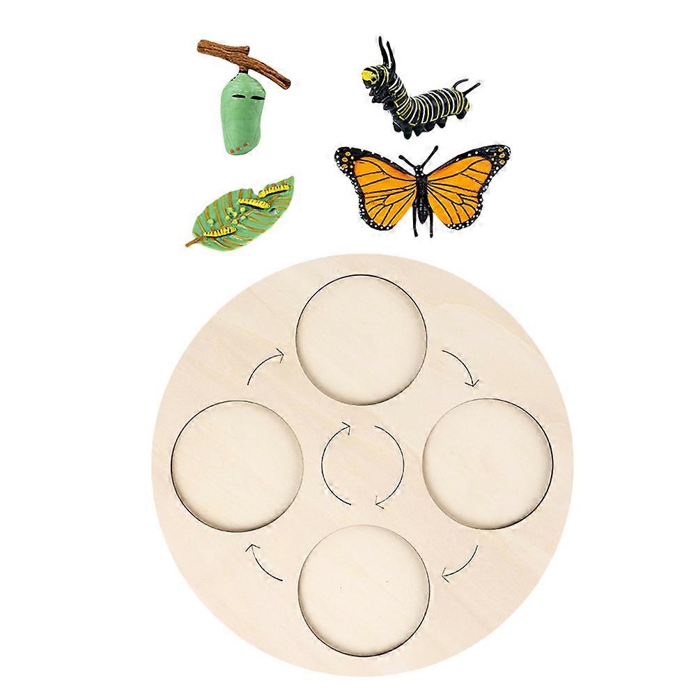 Cycle Figure Educational Butterflies Growth Cycle Model 1Set