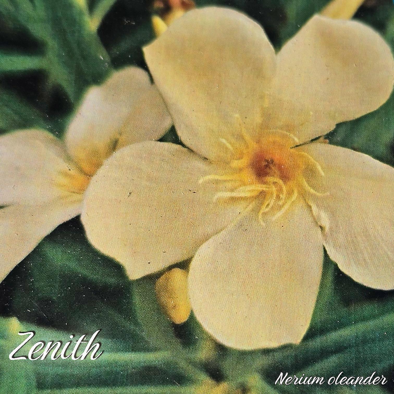Oleander "Zenith" - Nerium oleander - Größe C03