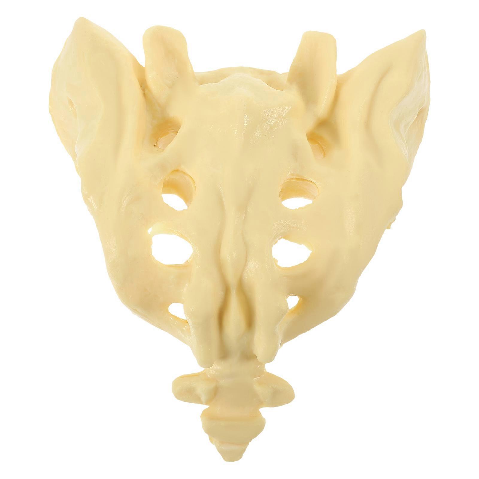 1Pc Practical Human Sacrum Model Human Skeleton Model for Medical Training