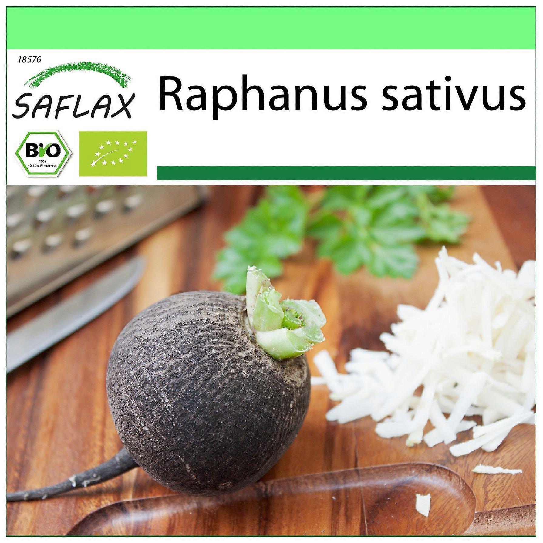 Saflax - Garden to go - 100 seeds - Organic - Radish - Black Spanish Round - BIO - Radis - Noir - BIO - Ravanello Spagnolo nero - Ecológico - Rábano - Español Negro - Schwarzer Spanischer Rettich