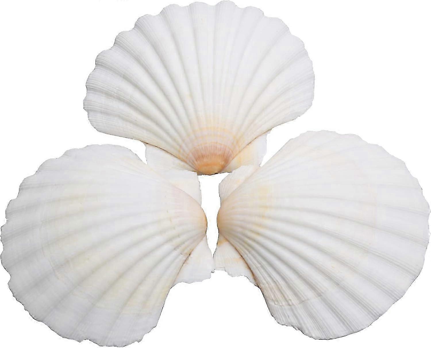 Conchas de vieira para artesanato - 25pcs conchas naturais brancas (2-3 polegadas)