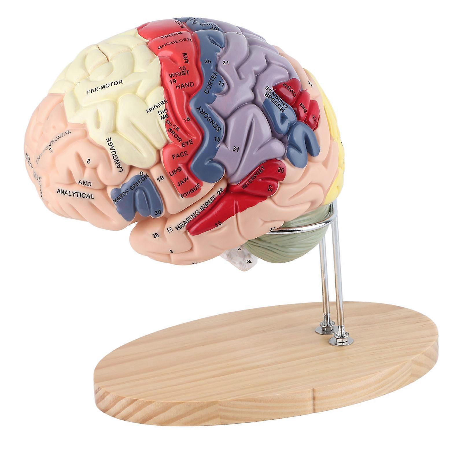 1:2 Scale Human Brain Model with 4 Parts, Cerebral Cortex, Multicolor