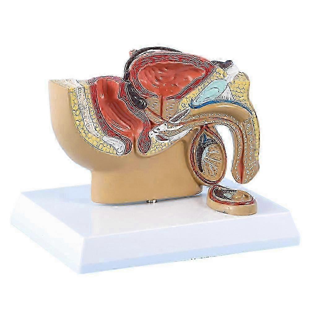1:2 Male Pelvic Sagittal Section Testicular Prostate Bladder Rectal Urinary System Model