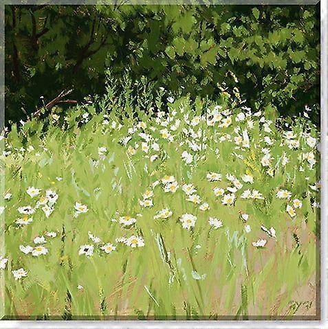 Daisy Field Canvas, Museum Quality Giclee Print, -yezhibbb1049