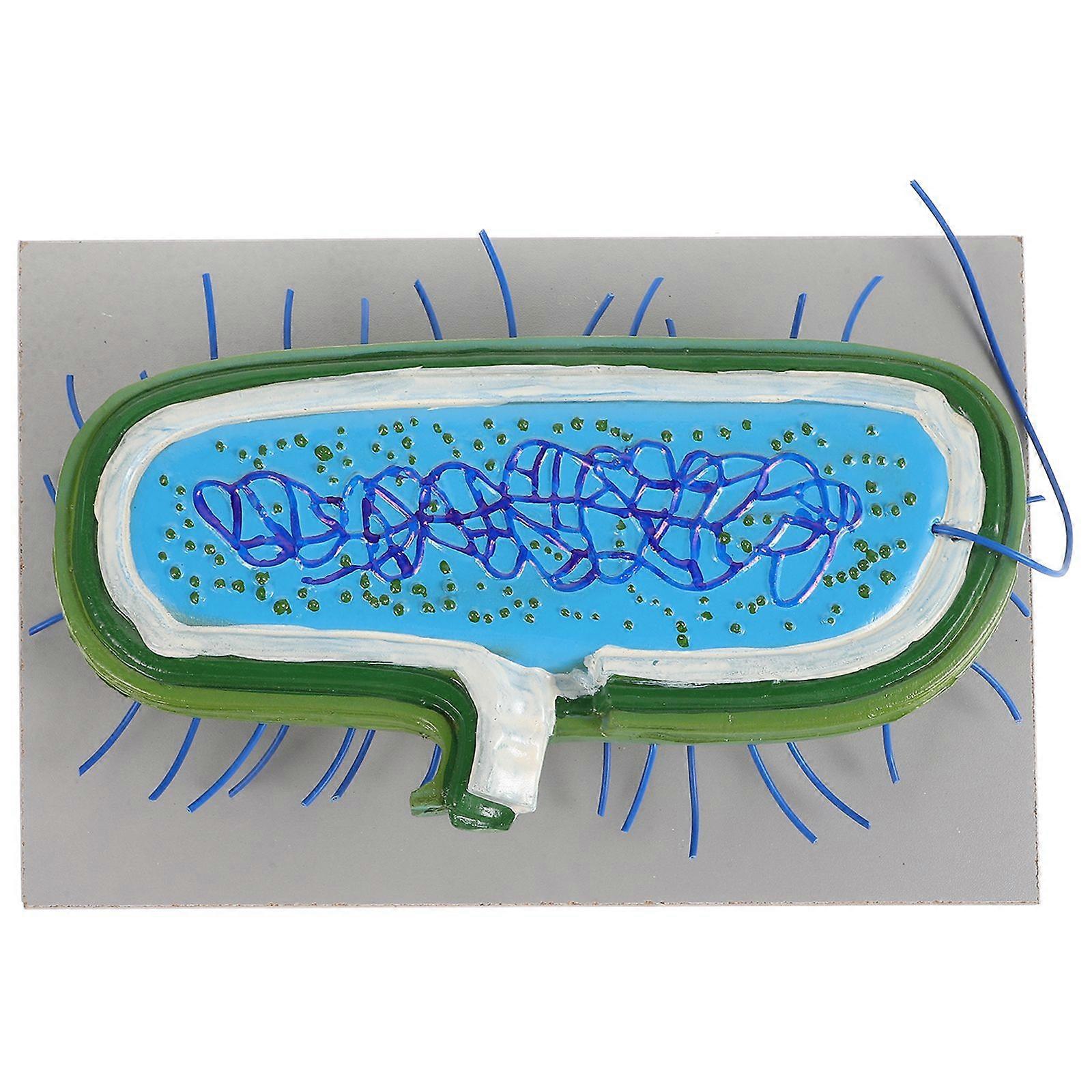 Realistic 3d Bacteria Model Cell Model Teaching Model Biology Teaching Cell Models Show Bacteria Cell Models Bacteria Cell Anatomical Models