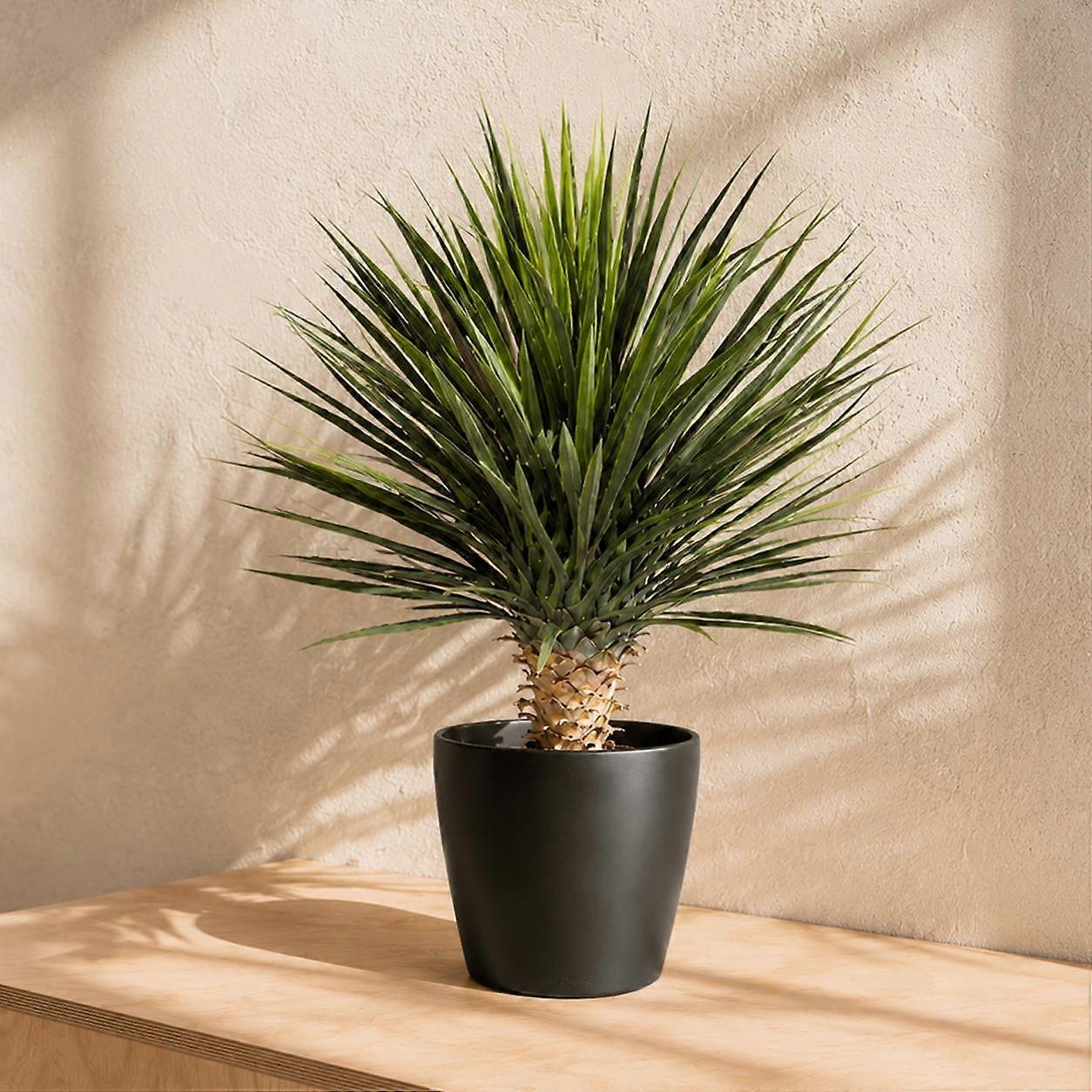75cm Artificial Dracaena Plant