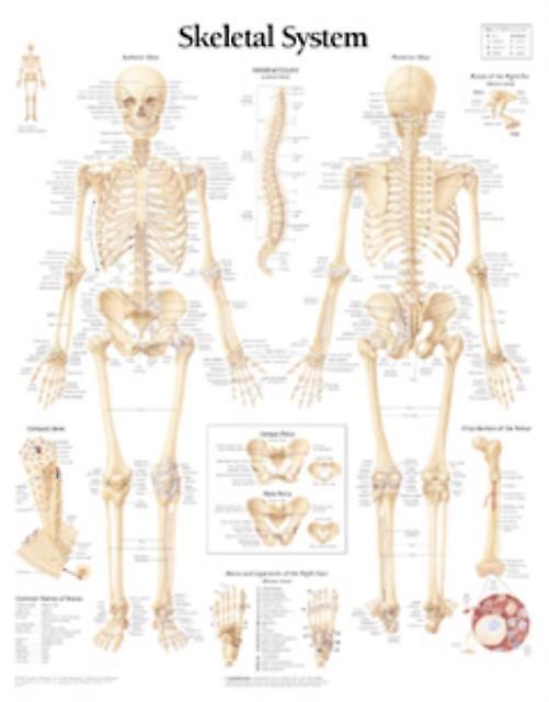 Skeletal System Paper Poster by Scientific Publishing Poster Book