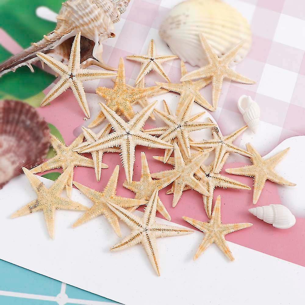 NessaStores Real Dried Bat Starfish & Sea Shells - Beach Wedding Craft Supplies, 4 Pieces, 3-4 Inch