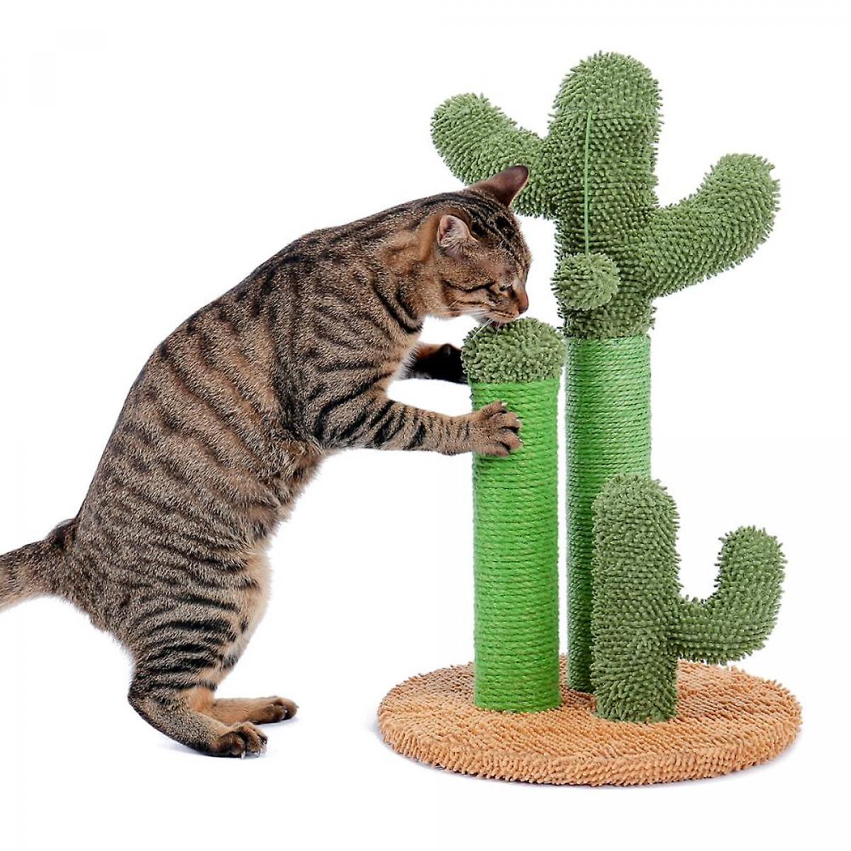 Shaved cactus, crawling cat, frame, saber cat, toy.