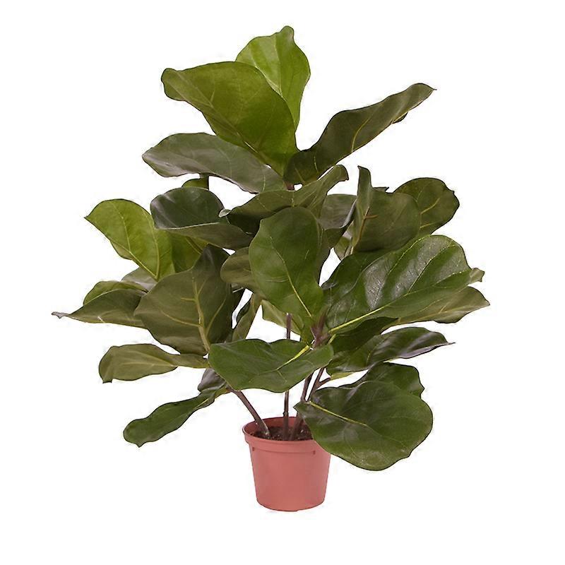 Royal Lyrata växt (45 cm)