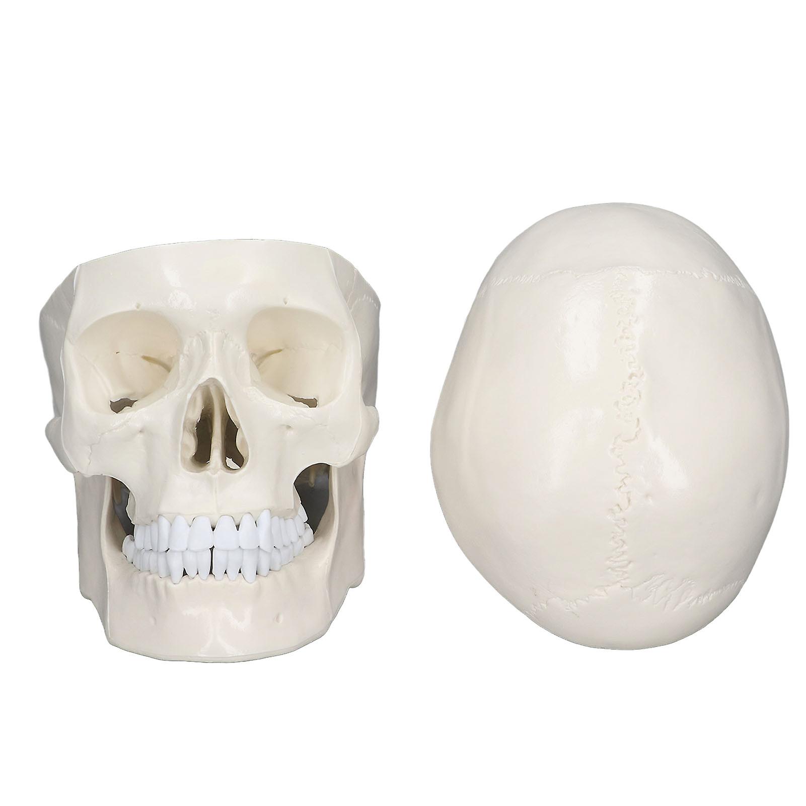 シミュレーション 1:1 人間の頭の頭蓋骨モデル解剖学学習コース用の取り外し可能な PVC 頭蓋骨モデル