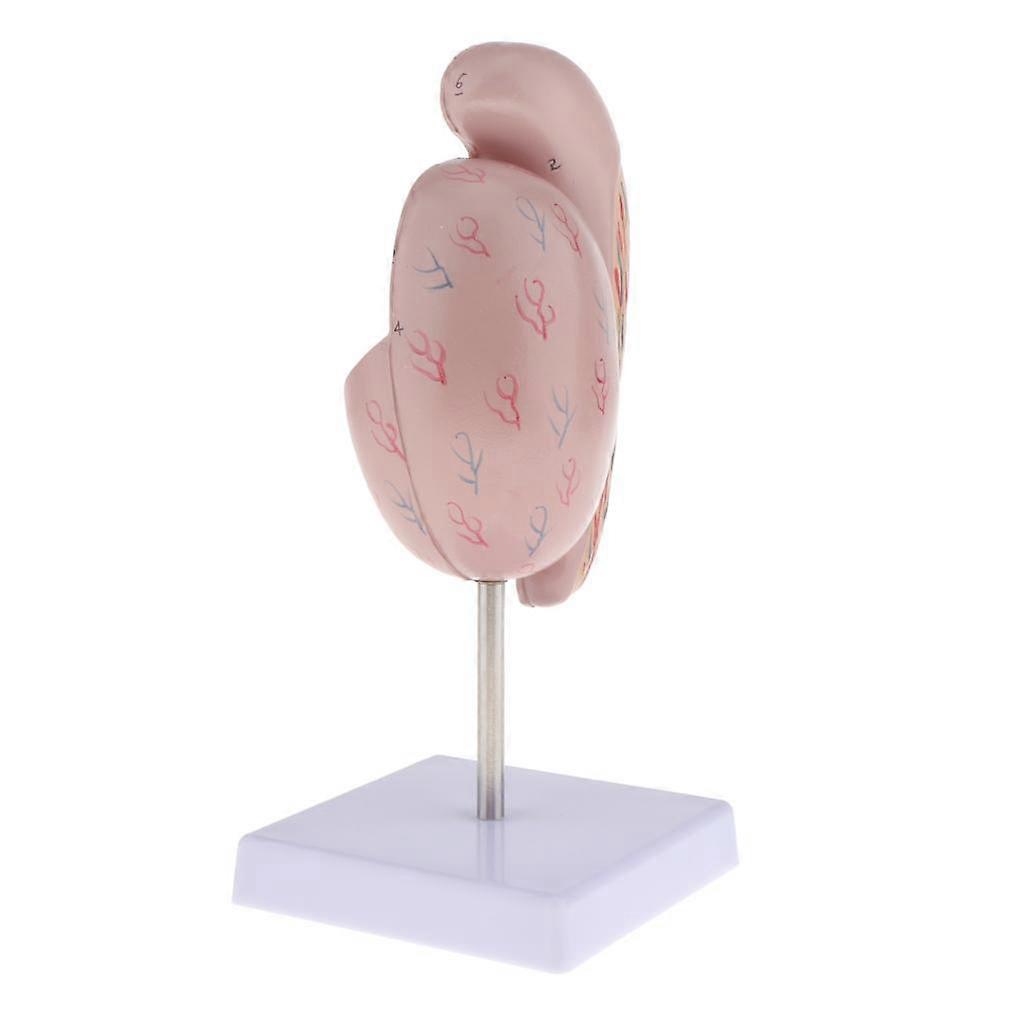 Anatomy Testes Model Human Model 1: 3.5 Times Model For Teaching