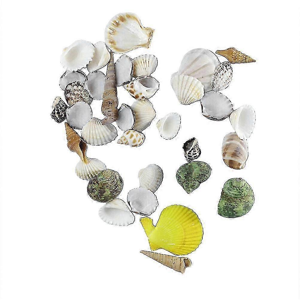 500 G Fish Tank Decorations Colorful Seashells Seashells Decoration Natural Seashells