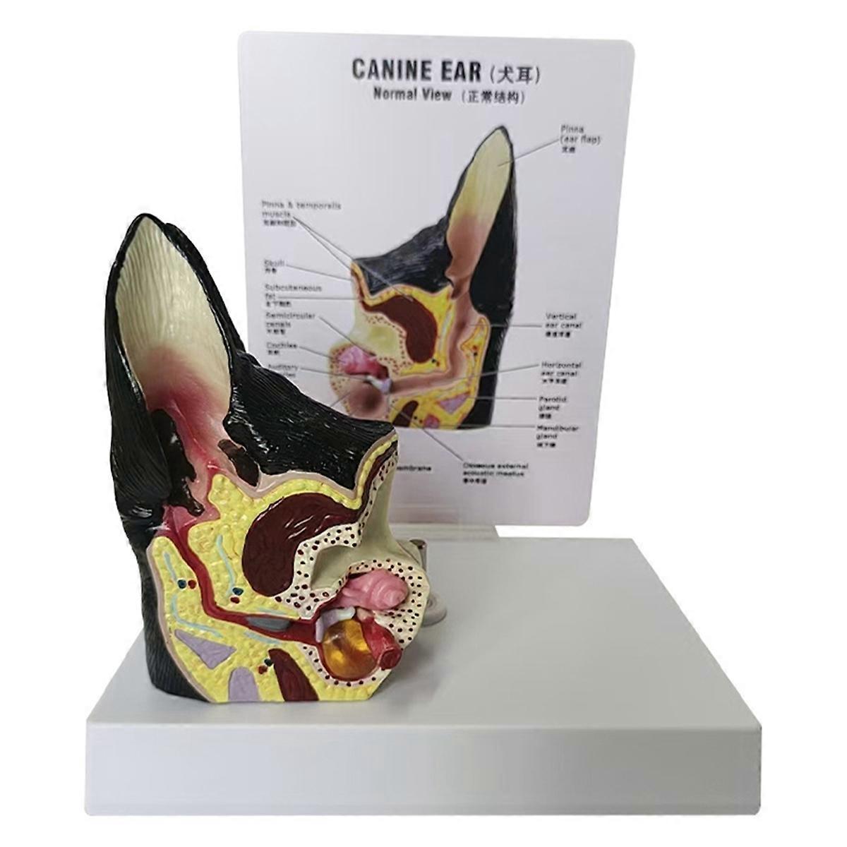 Dog Ear Lesion Animal Anatomical Model Veterinary Science Aids Teaching Research