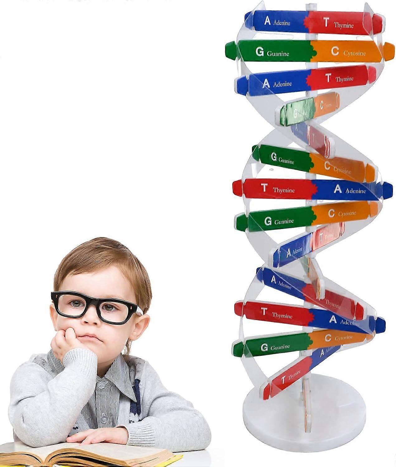 Kids DNAs Model Kit, Helix Genes DNAs Models, DIY Biological Science Popularization Teaching Aids for DNAs Assembling Display Early Education Toys You
