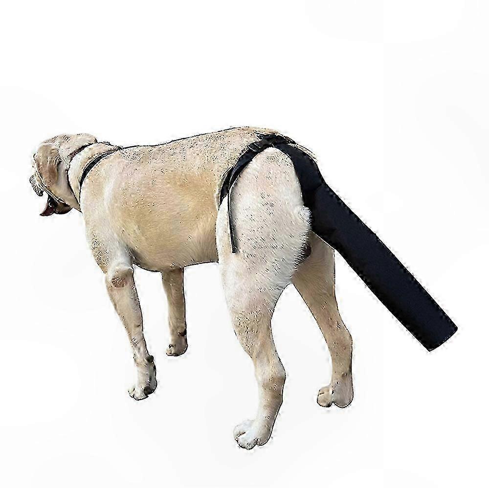 Protège-queue réglable pour chiens blessés