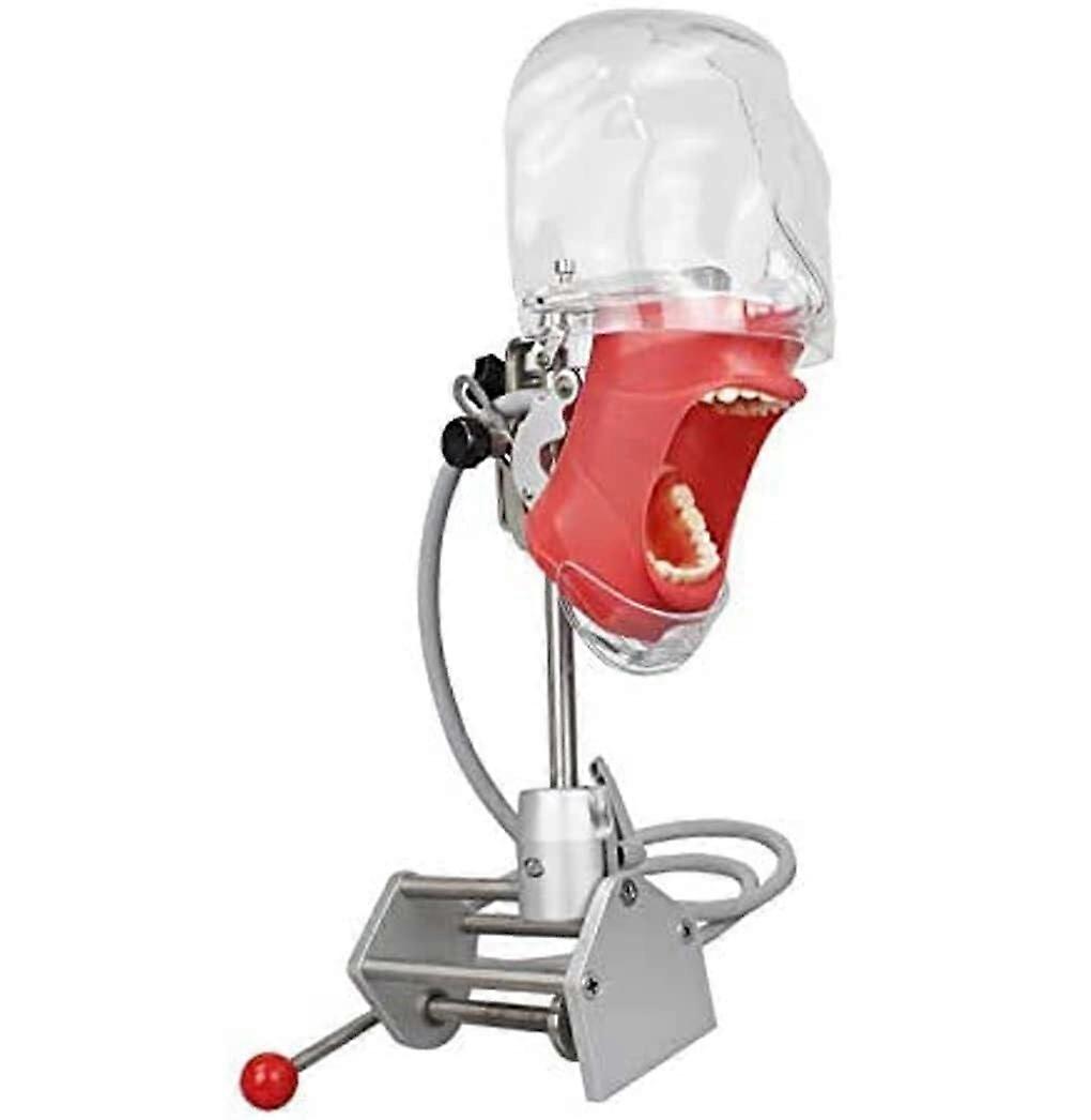 Dental Phantom Head with Flexible Positioning and Table Mount for Student Training
