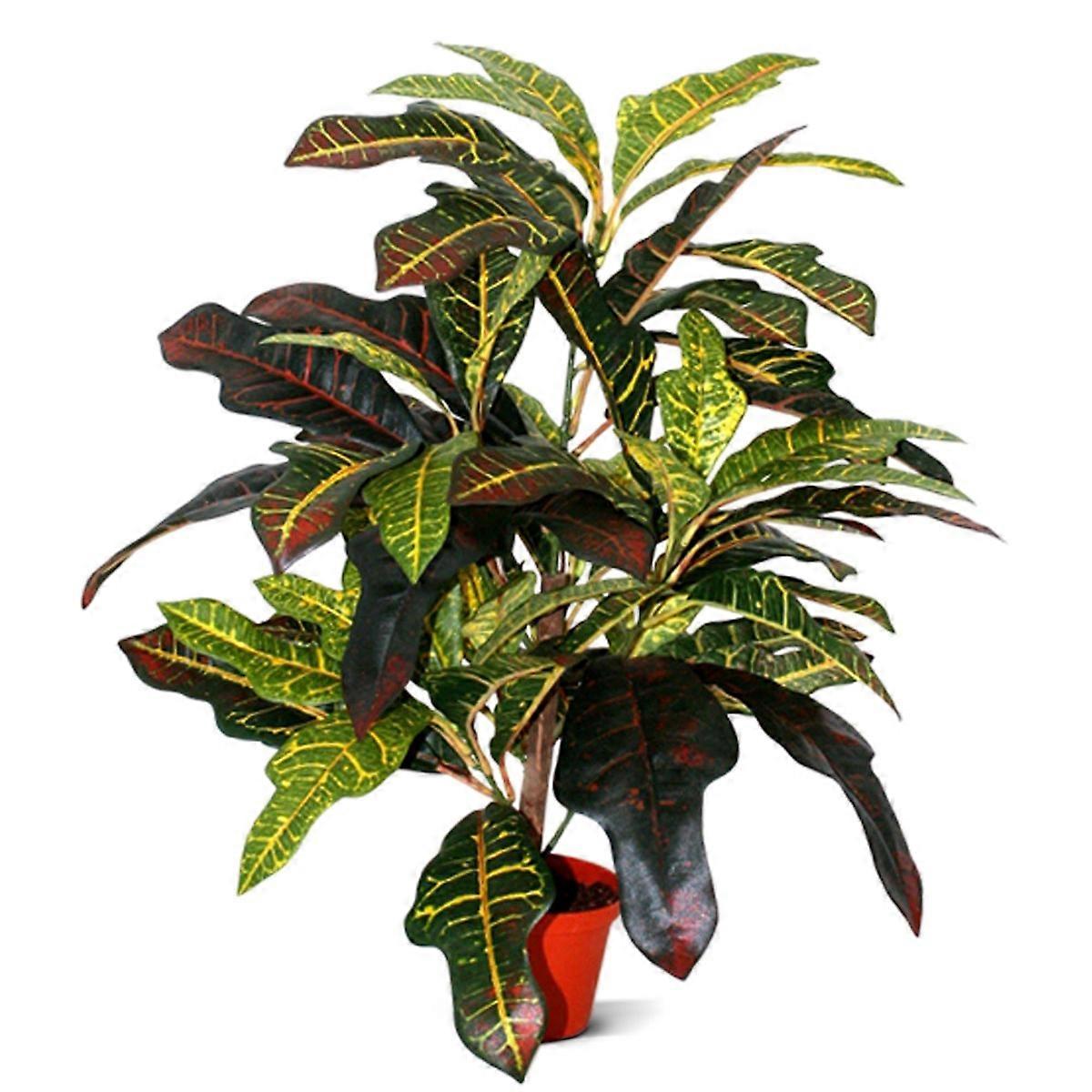 Croton (50 cm)