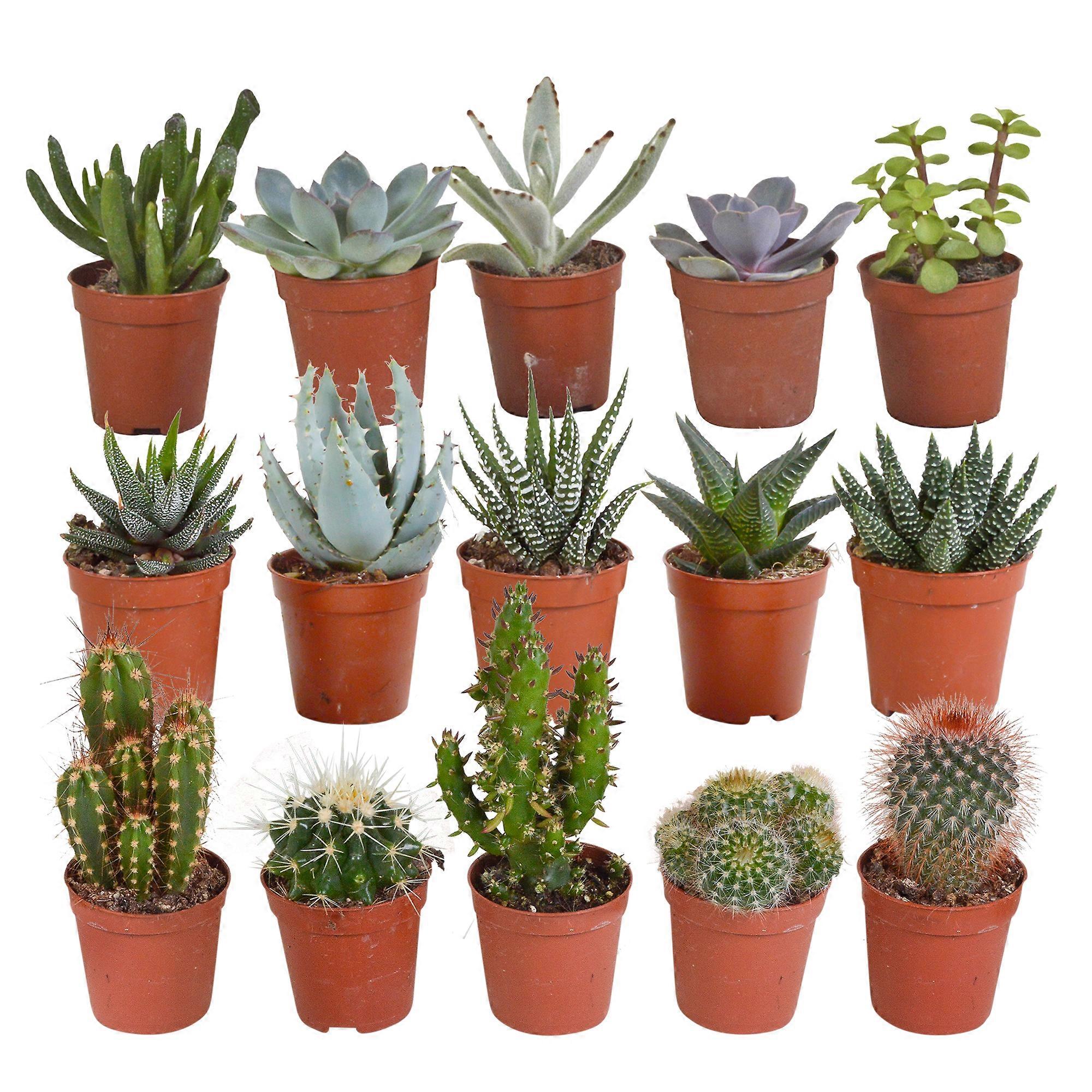 Mix di cactus e piante grasse | 15 pezzi - 13cm - Ø5,5cm