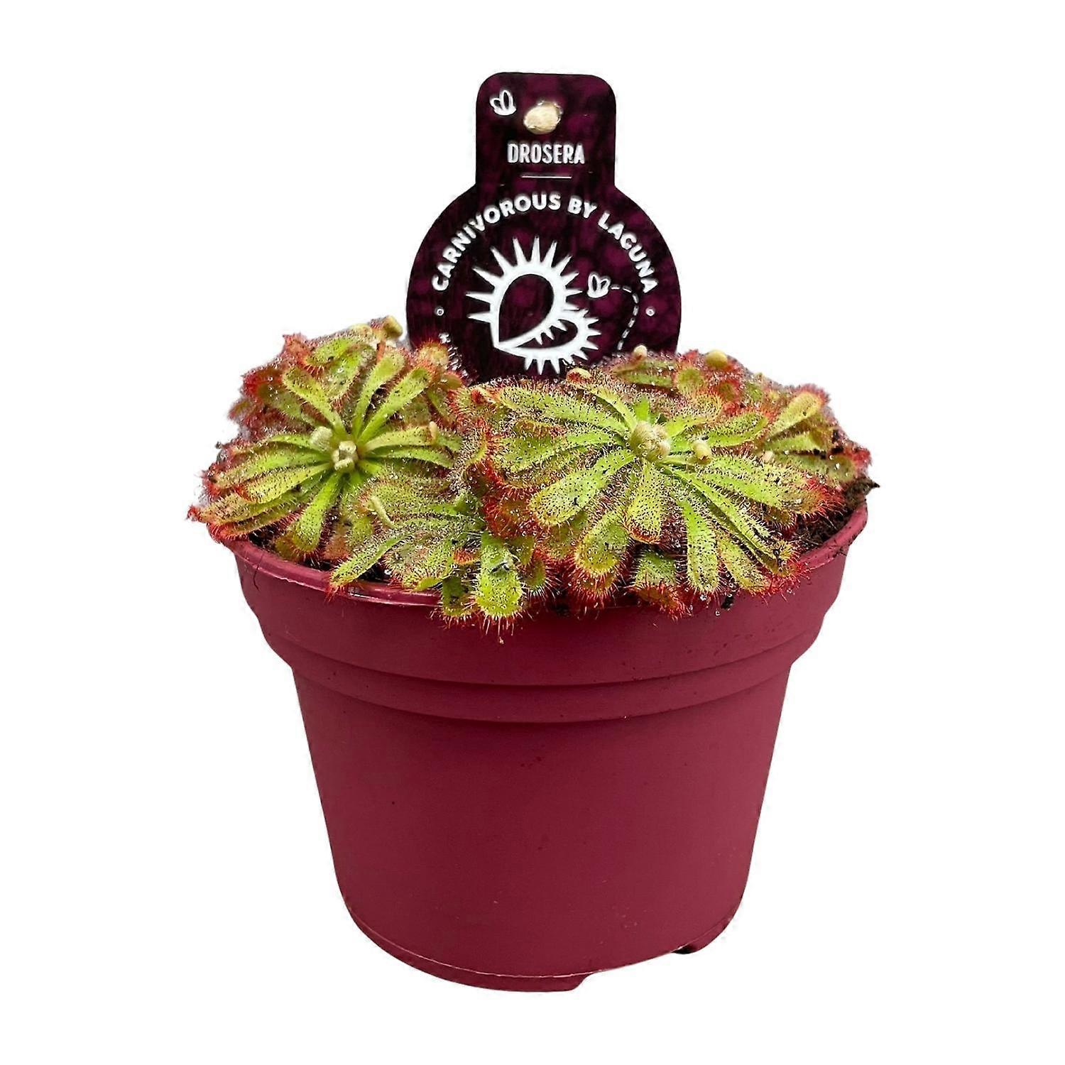 Drosera Aliciae - 12cm - Ø12cm