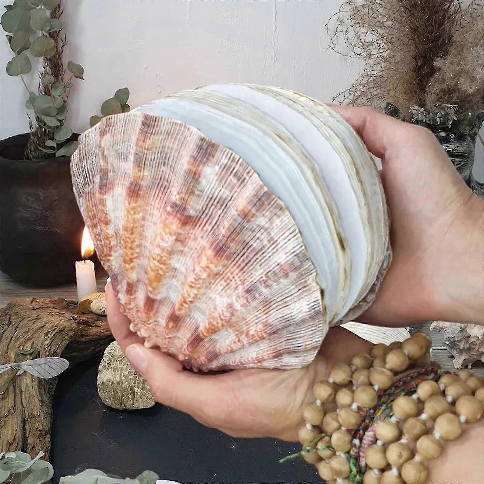 Abalone Shell/Lions Paw Shell/Scallop Shell Journal, Unique Premium Hardcover Ocean Series Sticky Note Pad, Natural Shells Textures Creative Sketchboo