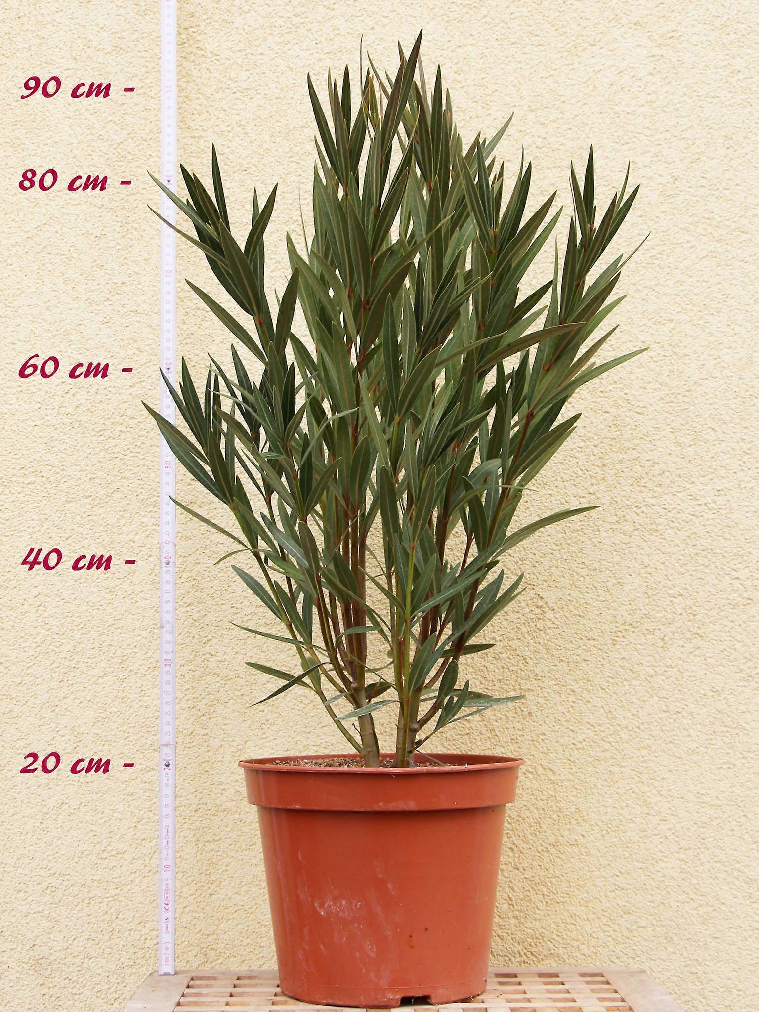 Oleandro "Roseum Plenum" - Nerium oleander - Misura C08