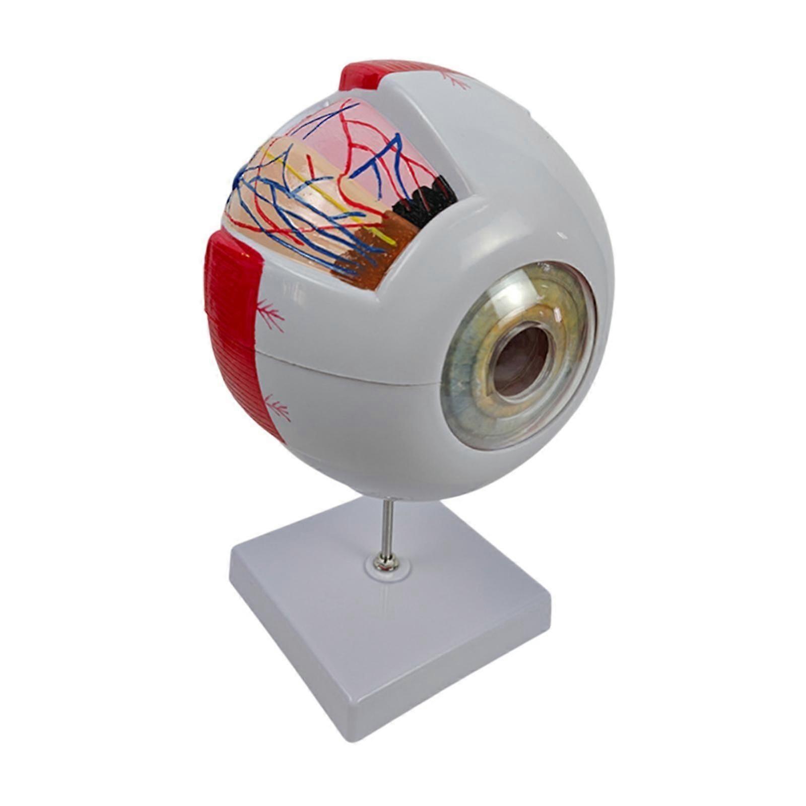 Human Eye Model Enlarged Eyeball Display Model for Student Classroom