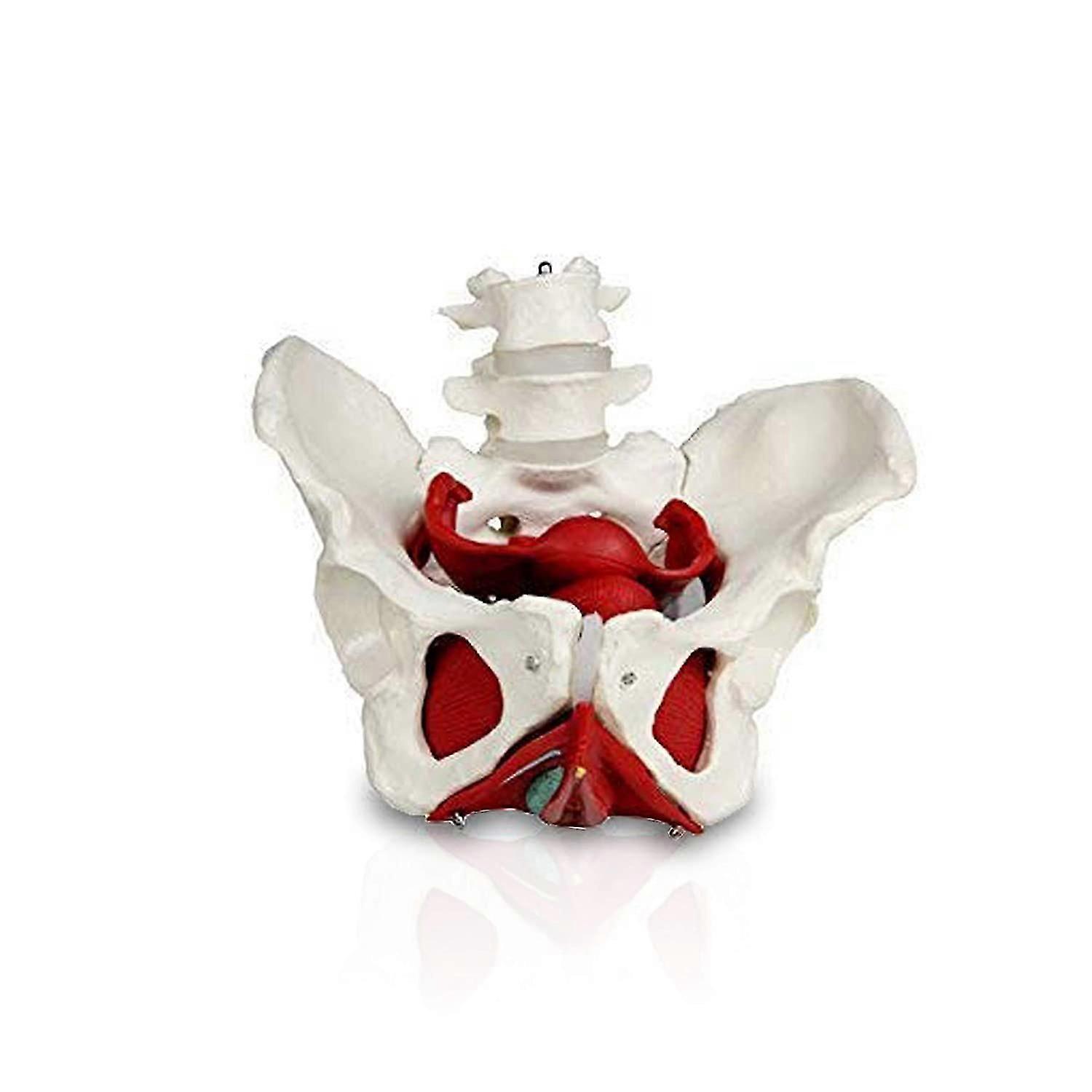 Female Pelvis with Organs Pelvic Floor Muscles and Reproductive Organs Include Uterus, and Bladder