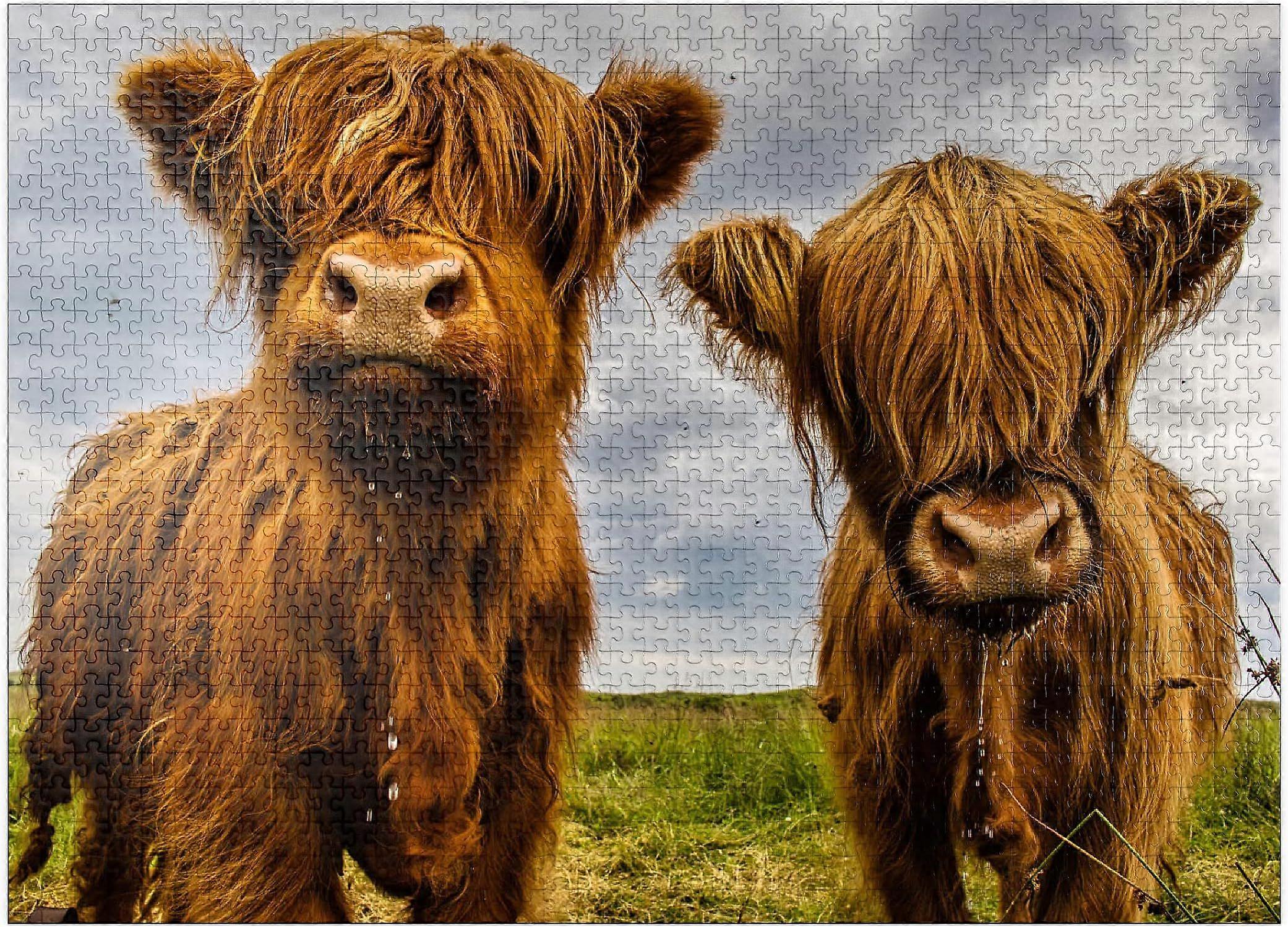 Två Highland Kor - Premium 1000 bitars pussel