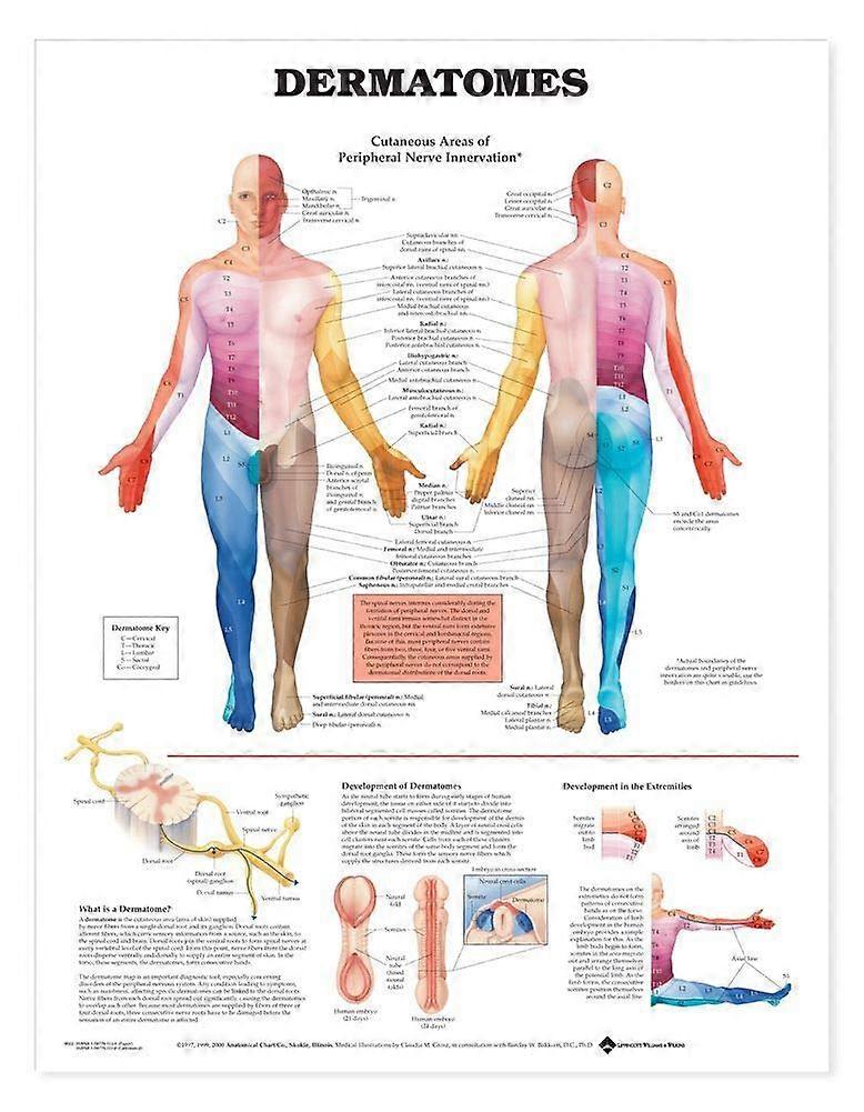 Anatomical Chart Dermatomes Laminated 11x17 Inch Full Color Nerve Map Study Aid For Medical Education