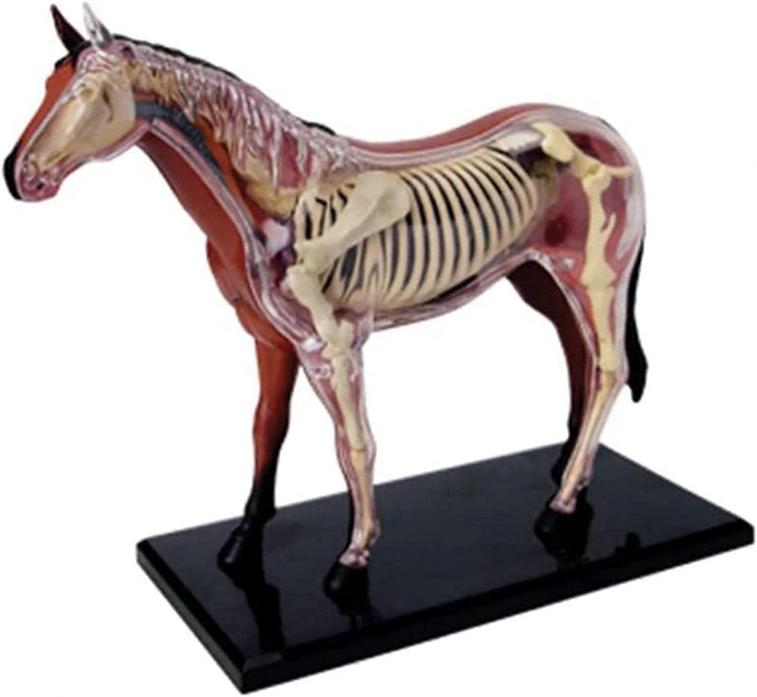 4D Horse Intelligence Organ Model DIY Teaching Model  Science Appliances