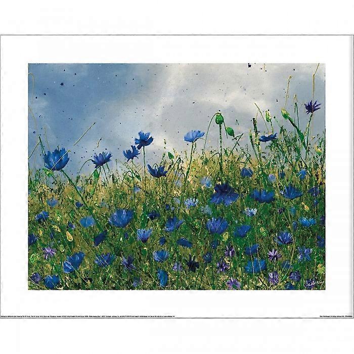 Siobhan McEvoy Blue Cornflowers Paper Print