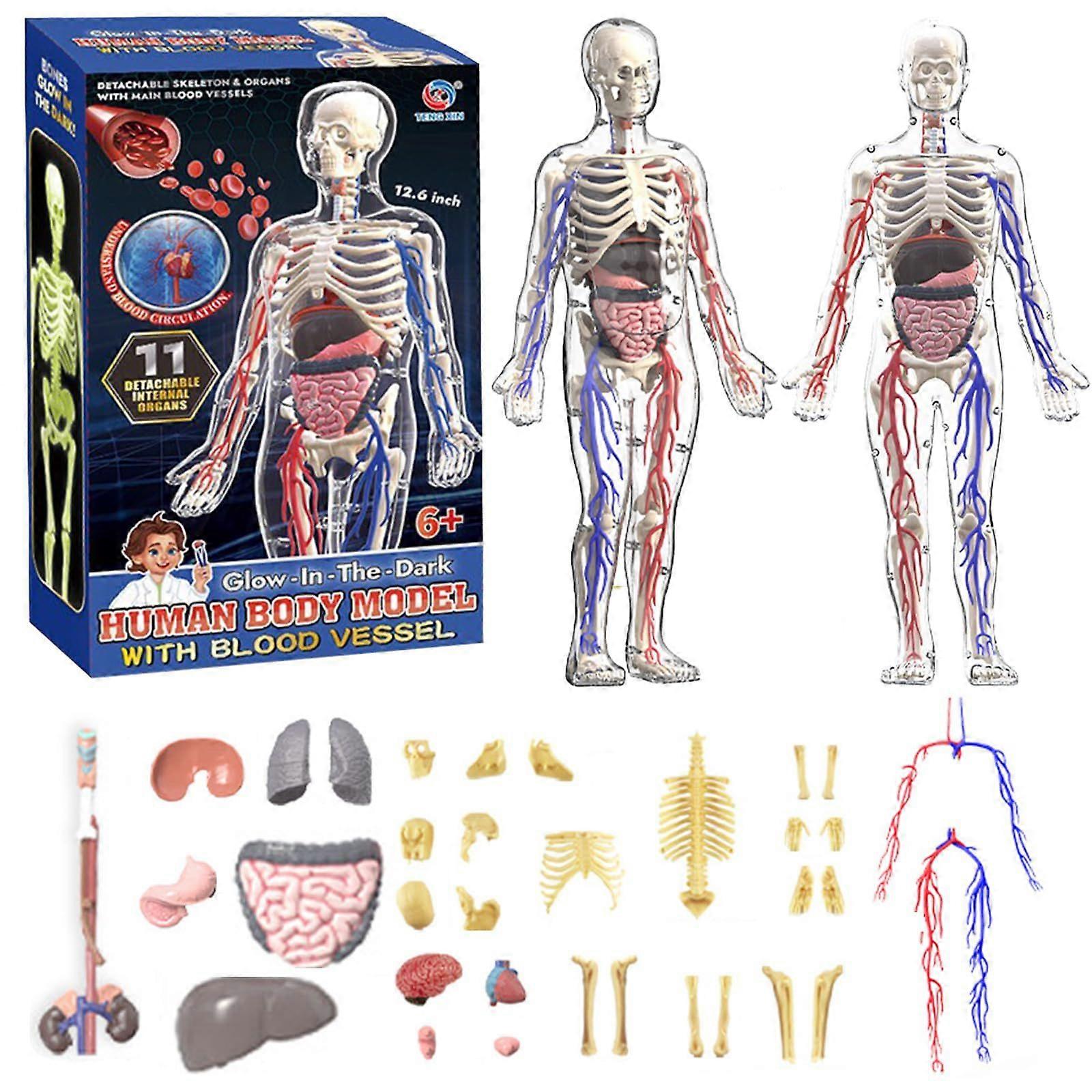 Human Body Structure Model with Blood Vessels, DIY Assembled Human Torso Anatomy Figure Children's Science Teaching Model Toys