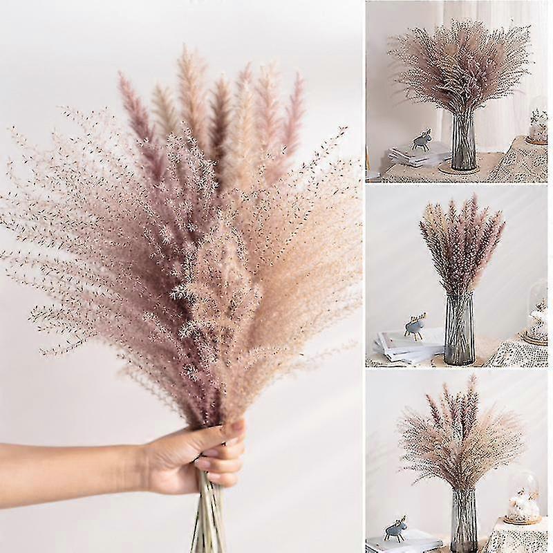         Flores Pampas   Setaria   