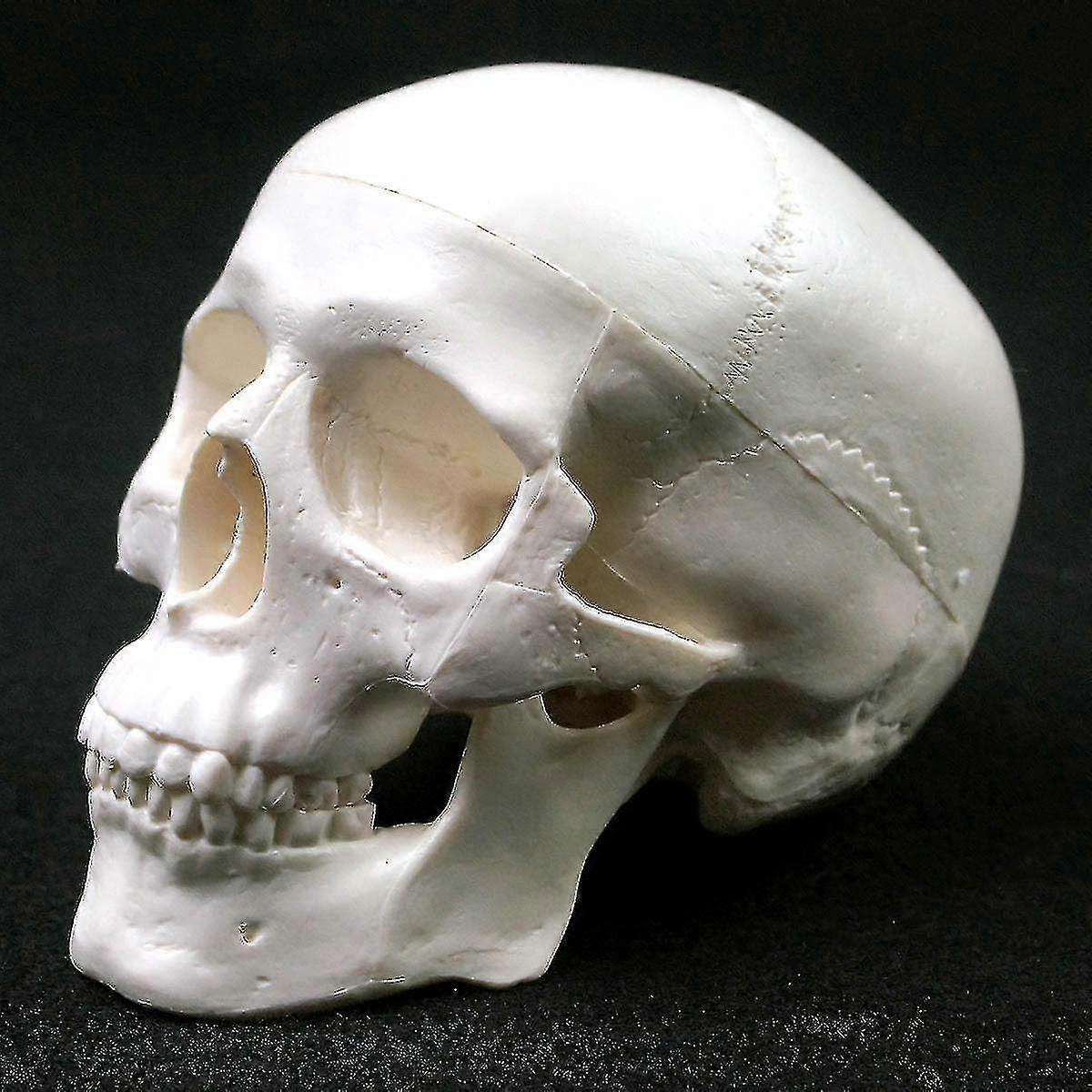Human Anatomical Model Medicine Skull Human Anatomical Anatomy Head Studying Anatomy Teaching Supplies Skull Model wNy-Good