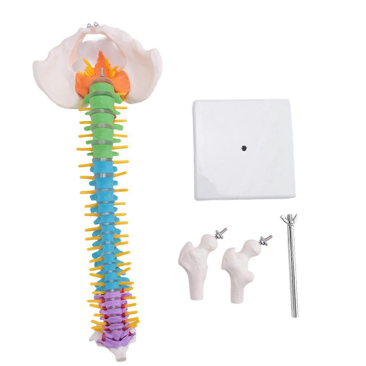 45Cm with Pelvic Human Anatomical Anatomy Spine Spinal