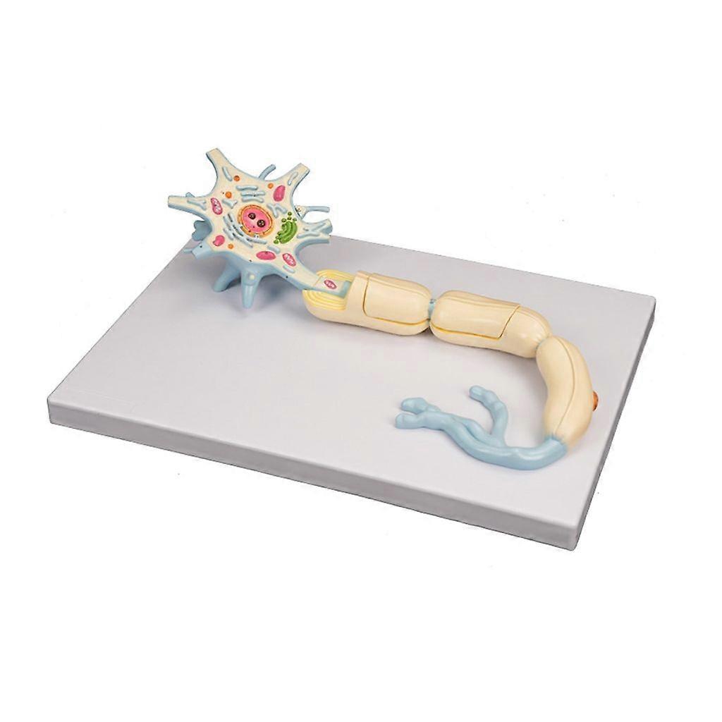 Study the Complex Details of Nerve Cells with this Educational Neuron Amplification Model