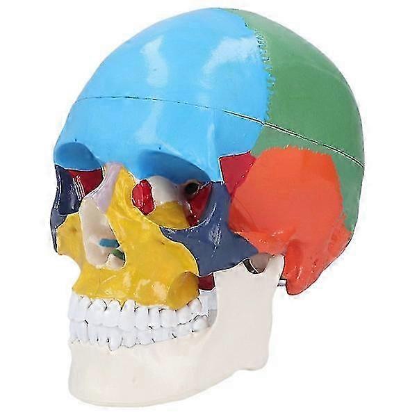Life-Size Skull Model 3-Part Colored Detachable Human Skull Anatomical Model with Color Chart