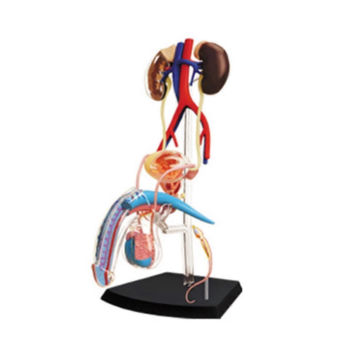 Torso Human Body Model Education Male Reproductive System Model for Student Teaching Study Assembl
