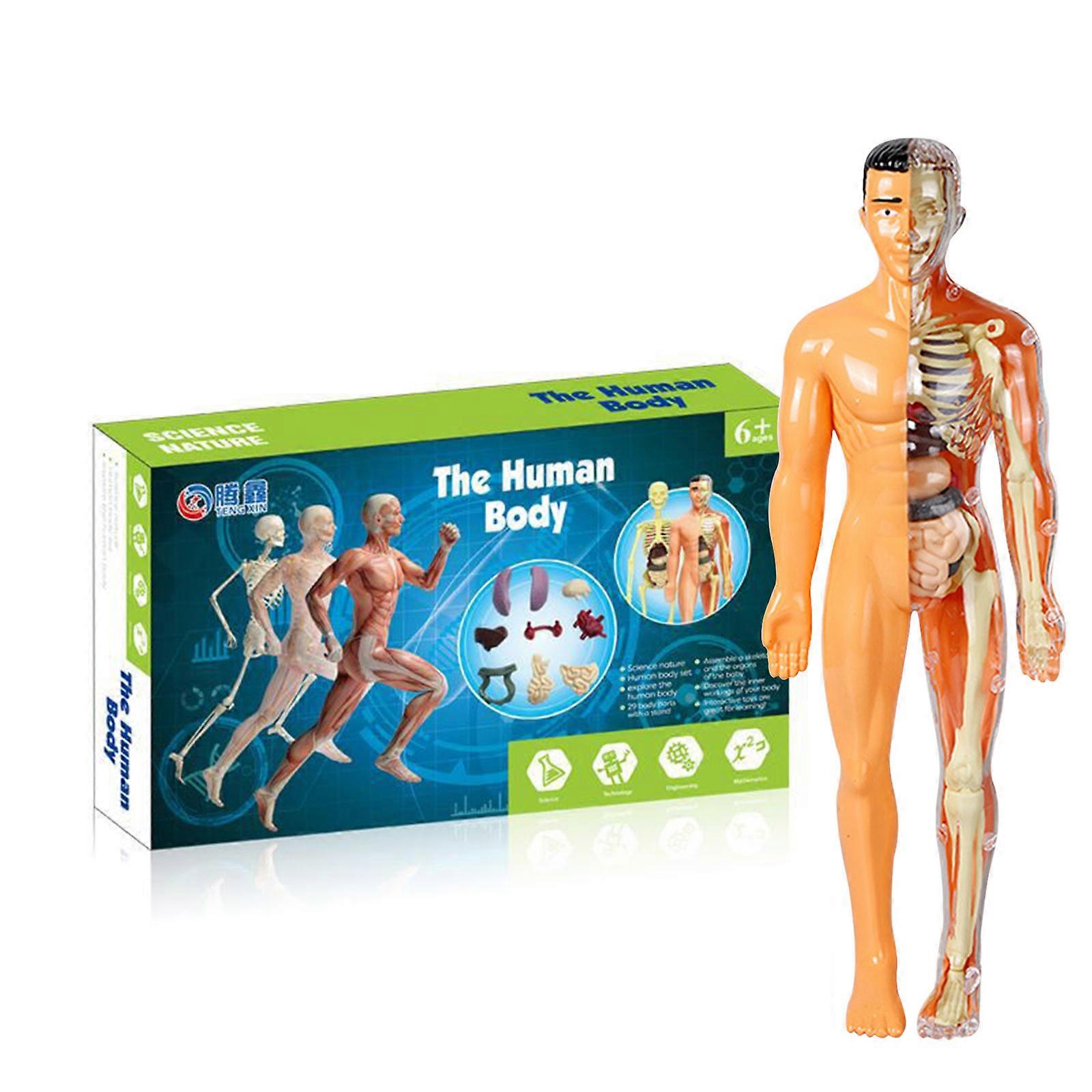 3D Human Body Torso Model for Kid Anatomy Model Skeleton