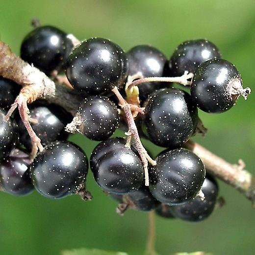 Blackcurrant Ben Alder. Heavy Cropper.
