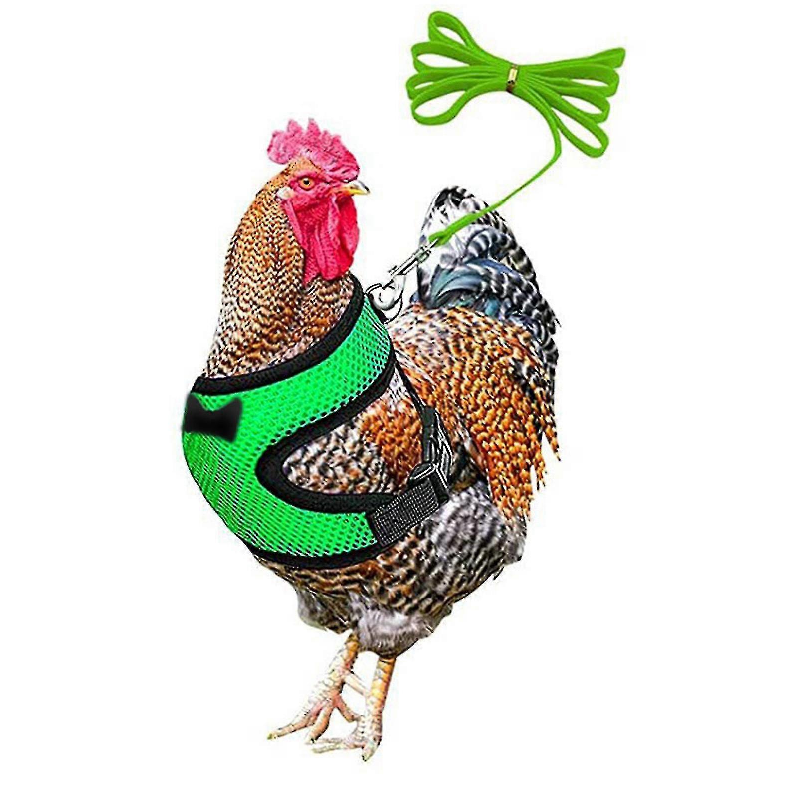 Chicken Leash Pet Chicken Leash Pet Leash