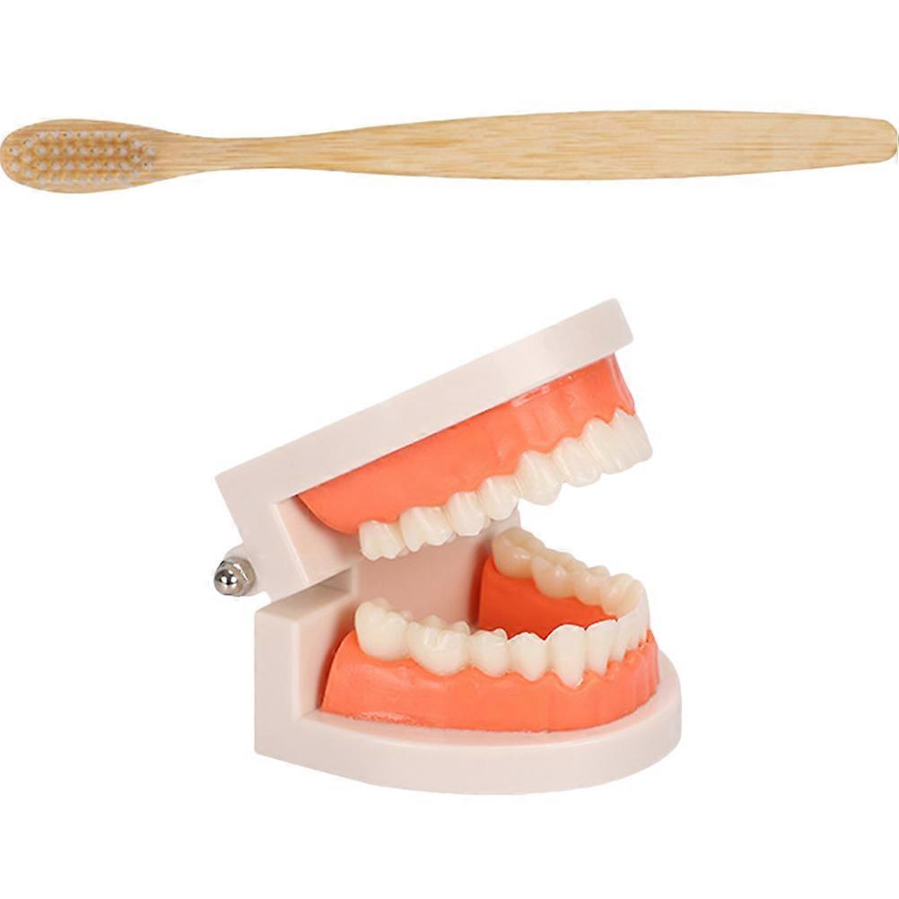 Dentist-recommended Teaching Aid, Clear Structure Teeth Model