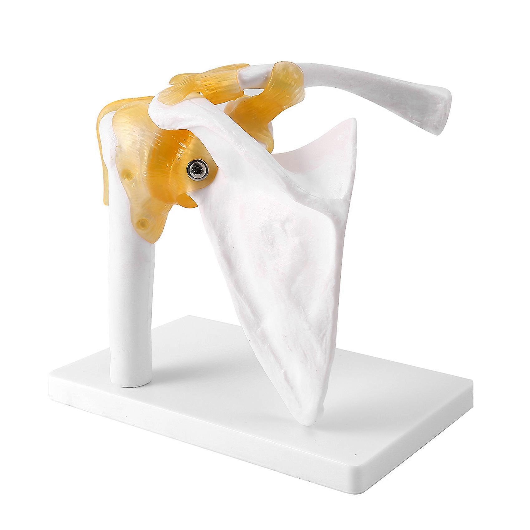 Human Shoulder Joint Model, Accurate Model Life Size Human Skeleton