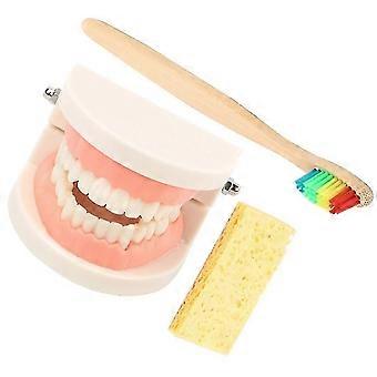 Brush Teeth Set Teaching Study Teeth Model for Care 1Set