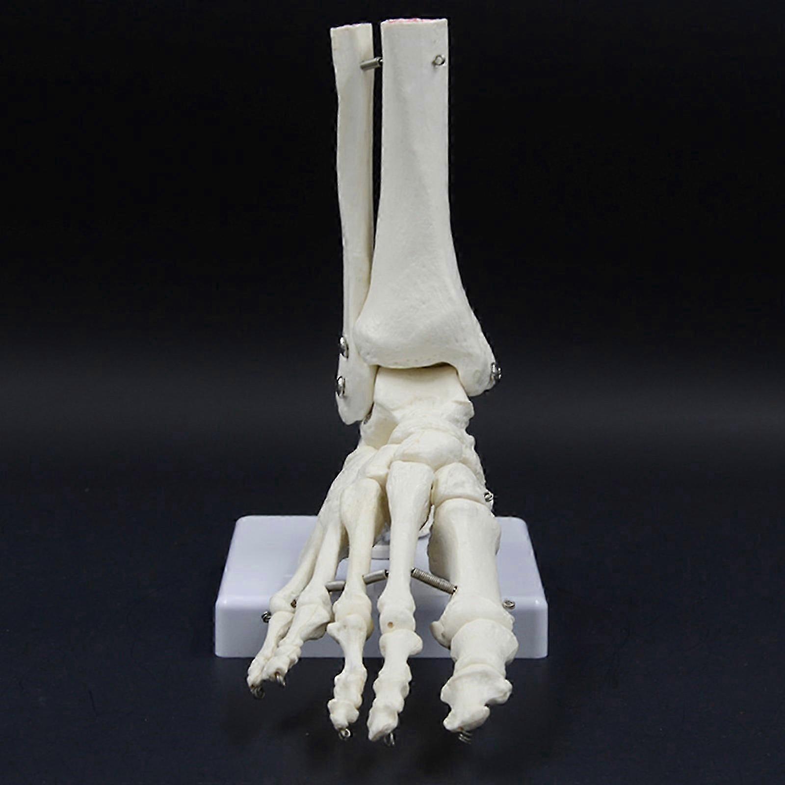 Anatomical Right Foot Skeleton Model